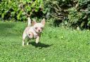 A cyclist is alleged to have crashed into a Chihuahua, killing it instantly, at Burrows Playing Field in Leckhampton, Cheltenham on Sunday. Library image