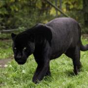 Almost 90 per cent of residents believe big cats are living and breeding in Gloucestershire