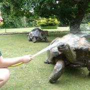 George the giant tortoise enjoys a shower during the heatwave (SWNS)