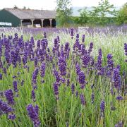 Cotswold Lavender at Hill Barn Farm Cottage in Snowshill near Broadway