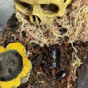 One enclosure found by police contained a scorpion