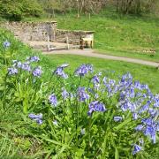 Bluebells by the Nymphaeum at Chedworth by James Ball