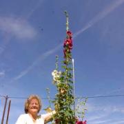 Jennifer Brookes with her 12 foot hollyhock
