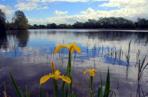 Cotswold Water Park by Andrew Hartnell