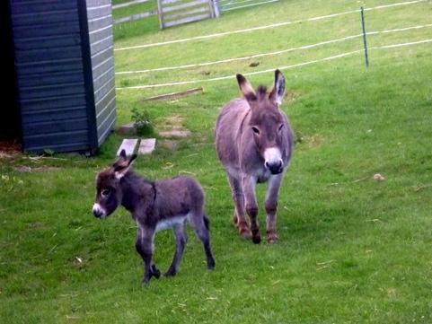 Donkeys by Joan Townsend