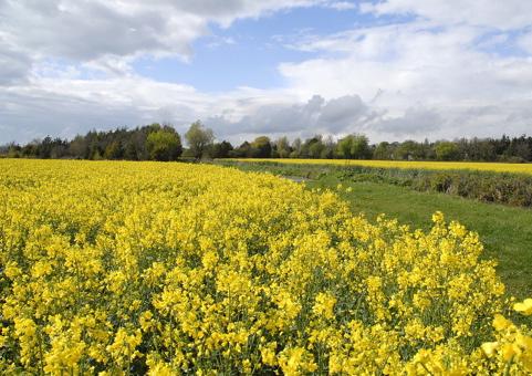 Rapeseed near Crudwell by Graham Wasey