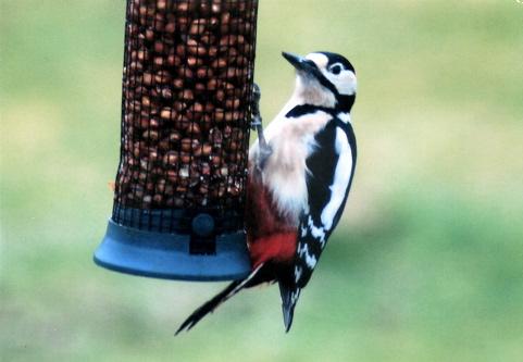 Greater spotted woodpecker by John Pegler