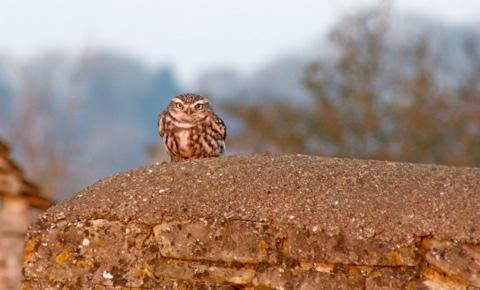 Little owl near Sherborne by Dave Soons