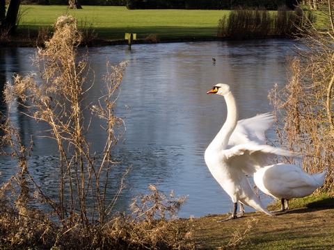 Swans in the Abbey Grounds, Cirencester, Jerry Giles