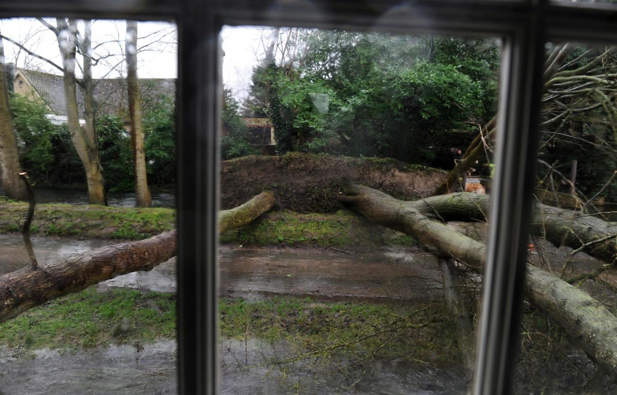 Trees down in South Cerney