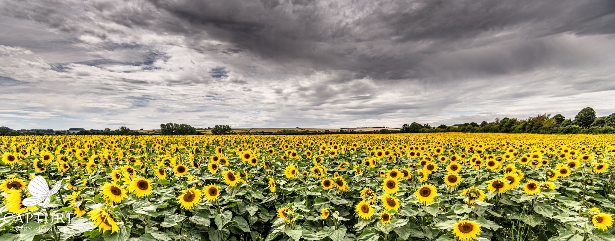 11 Stunning Pictures Of A Sunflower Field In The Cotswolds Wilts And Gloucestershire Standard