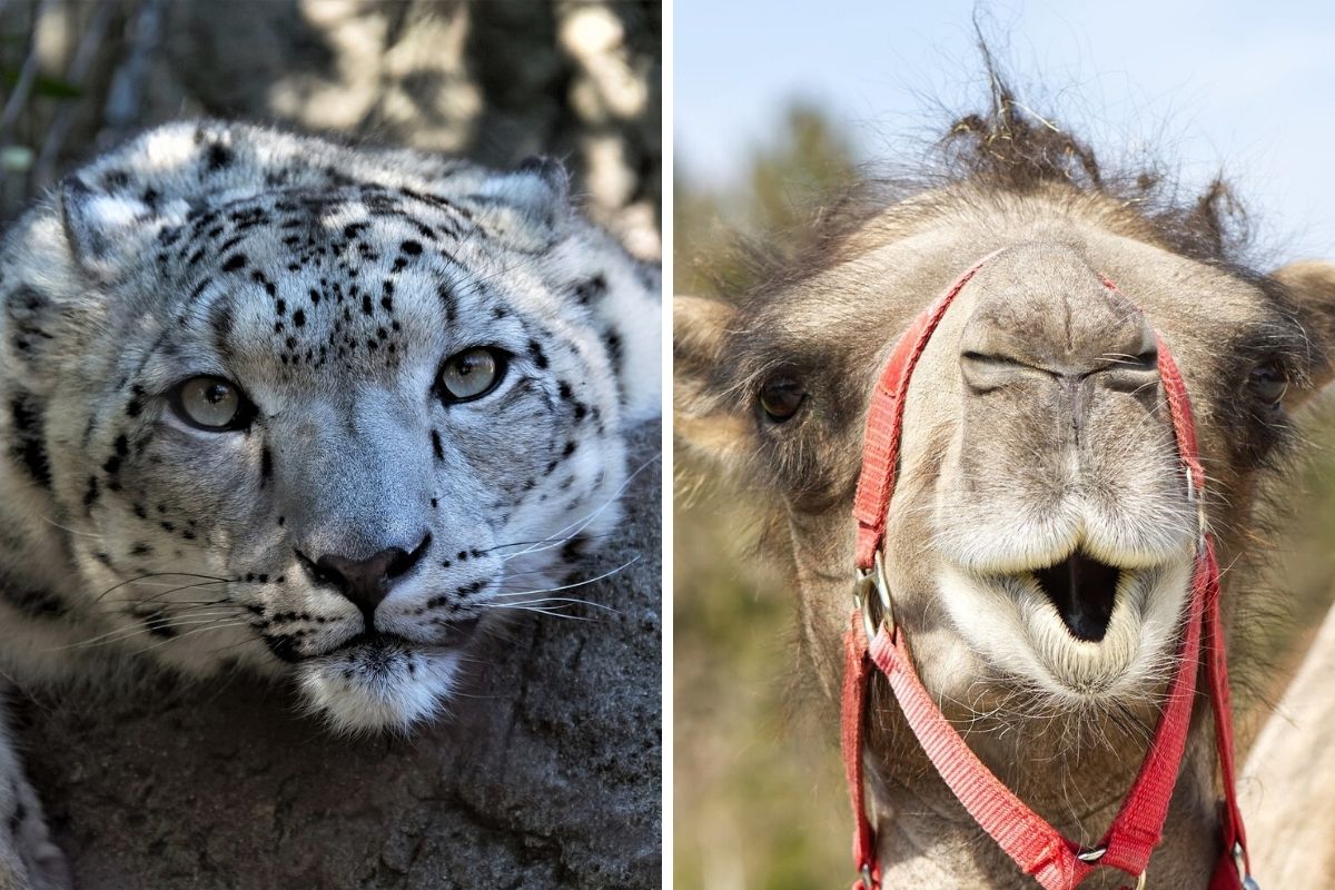 100 dangerous wild animals kept privately in Wiltshire | Wilts and Gloucestershire Standard - Vimarsana News