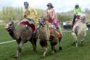 The North Cotswold Hunt Point to Point Camel Races held at Paxford in Gloucestershire Easter Monday 10th April 2023.
(PIC PAUL NICHOLLS) TEL 07718 152168