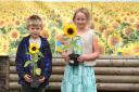 Malmesbury stands with Ukraine sunflower planting