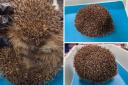 Bounce the hedgehog has been deflated and helped by Wild Hogs Hedgehog Rescue based in Frampton