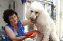 Much-loved Malmesbury woman and dog groomer to the royals Chrissie Stallard
