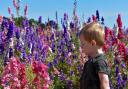 FLORAL: Adam freeman, aged 2, explores the confetti fields
