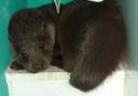 The poorly otter rescued by RSPCA Oak and Furrows
