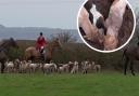 Man admits illegally fox-hunting in Gloucestershire