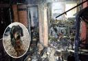 Wally the miniature dachshund acted fast to save the lives of five children in the devastating fire.