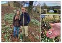 Snowdrop festival at Cotswold Farm opens soon