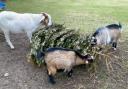 Goats make a great escape in Malmesbury 