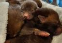 Appeal after wildlife rescue saves set of fox cubs from fibreglass nest
