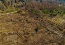 Westonbirt Arboretum Silk Wood after the ash died in 2020