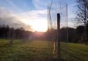 Fruit trees planted in the restored Weaver’s Field Community Orchard – supported by a Caring for the Cotswolds grant under the theme of conservation of habitats and species