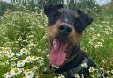 Rescue dog Yoko has spent three years in rescue care at  Cotswold Dogs and Cats Home