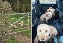 Six puppies were found abandoned in a field in the rain in Leigh, Wiltshire