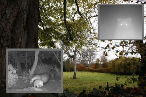 Rare white badger spotted in fields in Iffley
