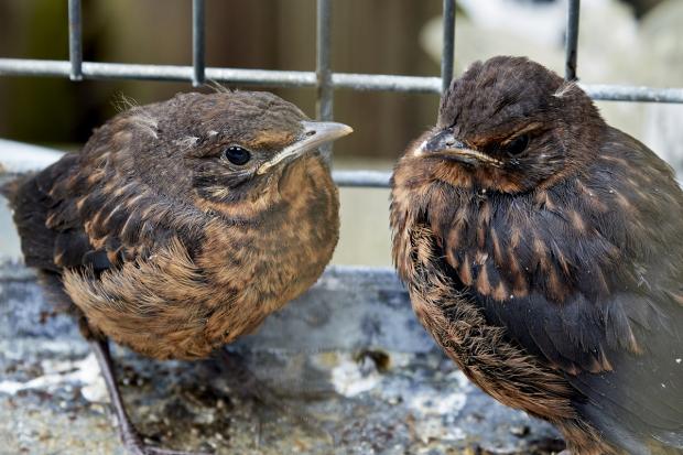 Wilts and Gloucestershire Standard: A pair of fledgling blackbirds. Picture: RSPCA