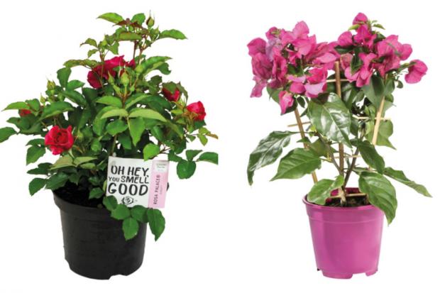 Wilts and Gloucestershire Standard: (left) Garden Rose and (right) Bougainvillea (Lidl/Canva)