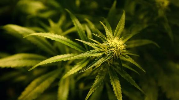 Wilts and Gloucestershire Standard: Medicinal cannabis products will still be imported until the end of the year, the MHRA has said (PA) Wilts and Gloucestershire Standard: Medicinal cannabis products will still be imported until the end of the year, the MHRA has said (PA)