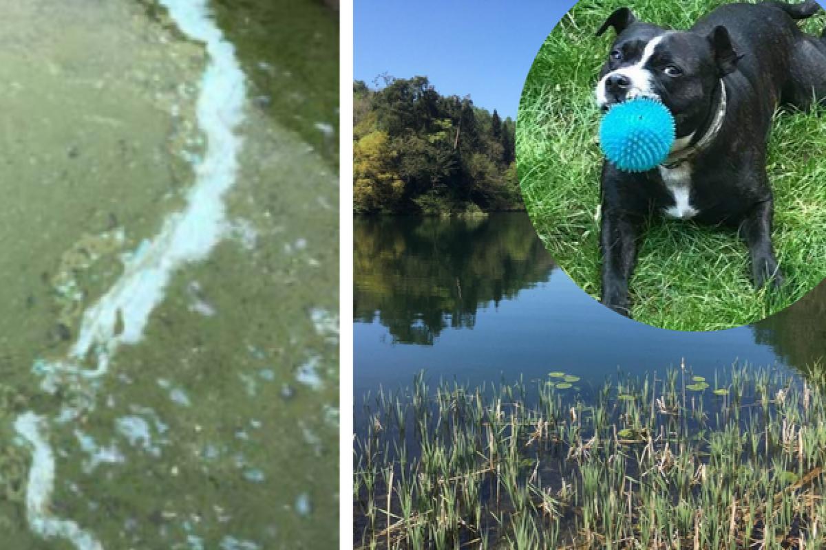 Alert over harmful algae in Woodchester lakes 