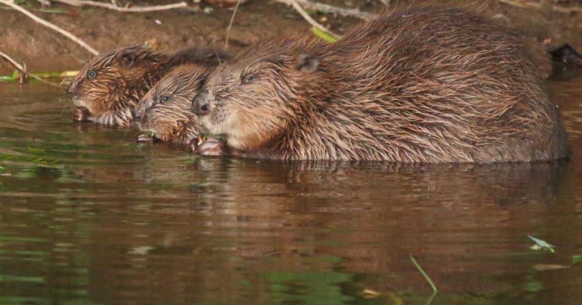 Lead the way on beaver reintroduction, Government told - Vimarsana News