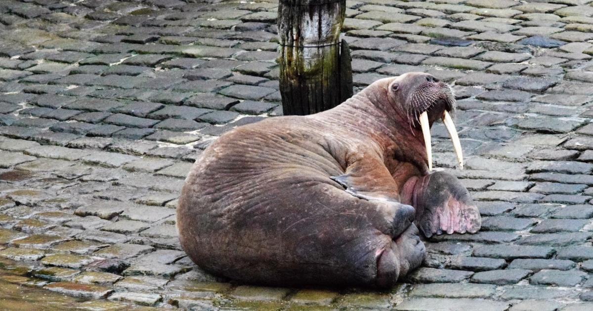 Thor's day: Wandering walrus delights locals after appearing in seaside town | Wilts and Gloucestershire Standard - Vimarsana News