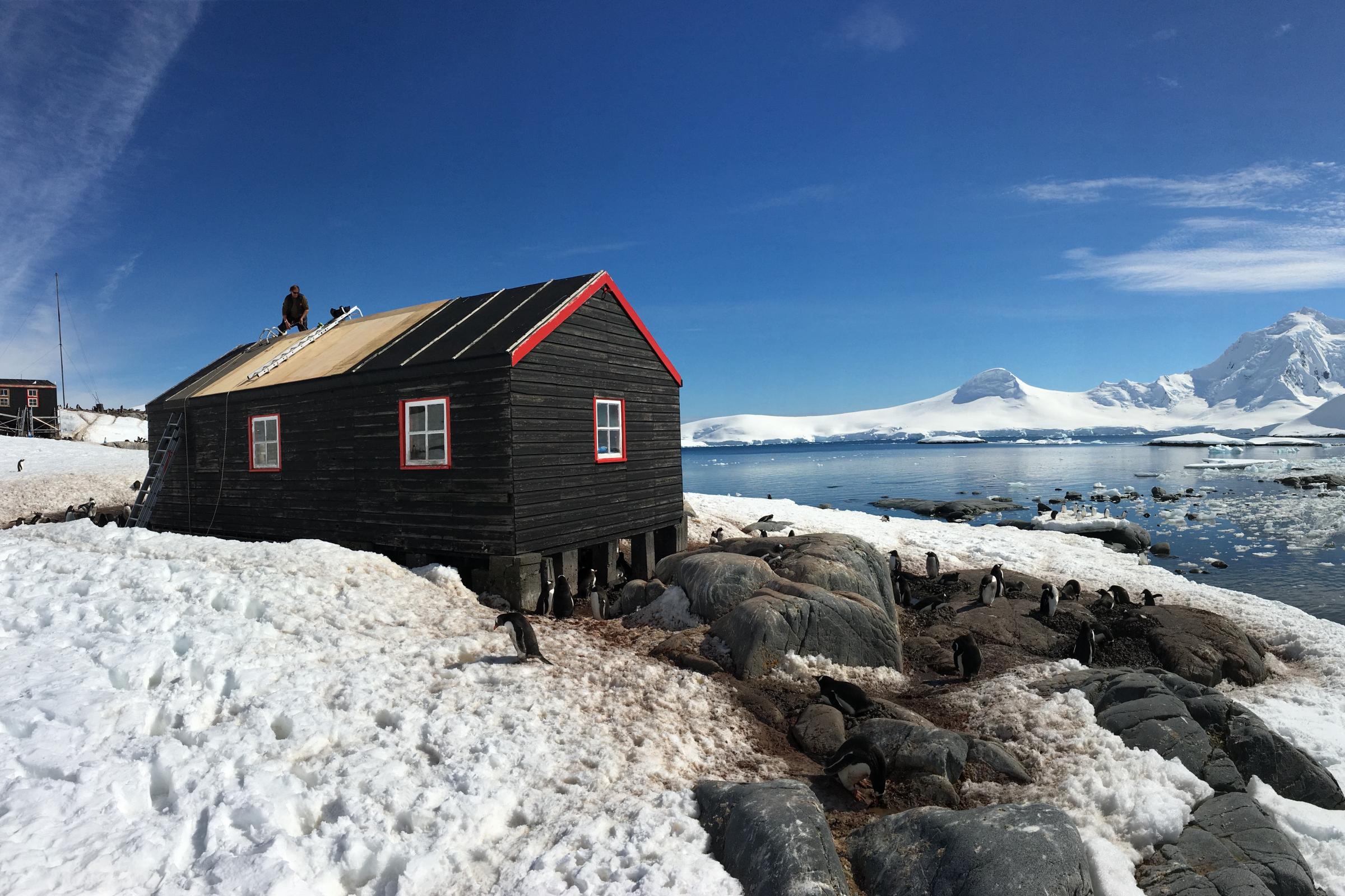 Recruits wanted for 'opportunity like no other' counting penguins in Antarctica | Wilts and Gloucestershire Standard - Vimarsana News