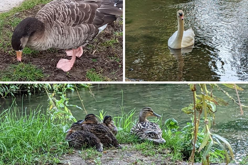 Urgent calls to protect wildlife in Abbey Grounds Park