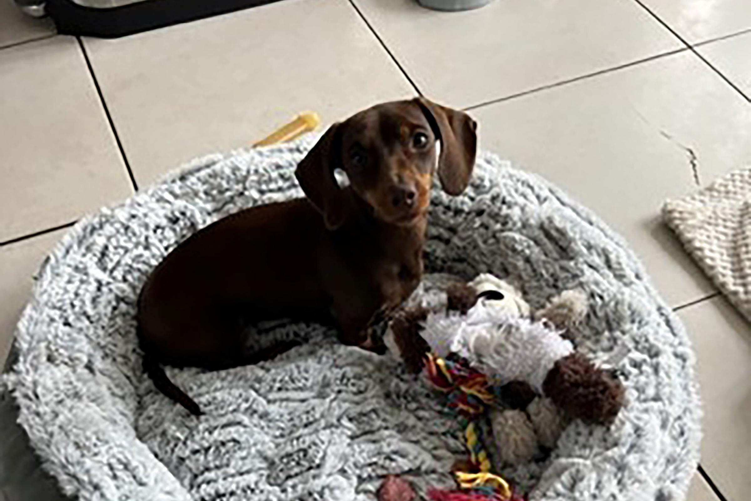 Twiglet the stolen dachshund reunited with 'happy' owner | Wilts and Gloucestershire Standard - Vimarsana News
