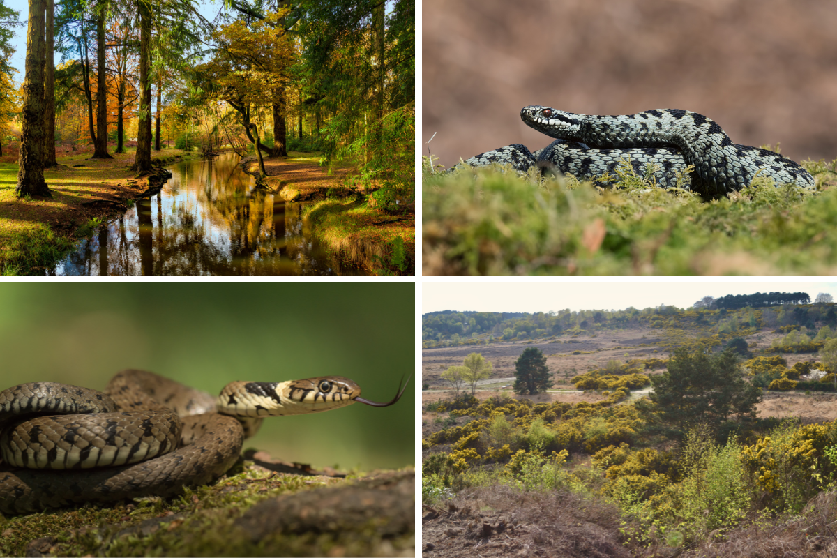 Snakes: The locations in England where you'll find the most | Wilts and Gloucestershire Standard - Vimarsana News