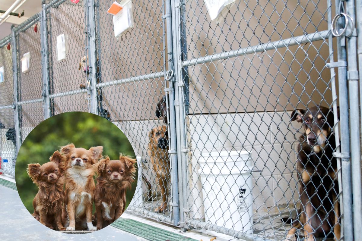 Couple rage at dog kennel after hearing how two dogs died | Wilts and Gloucestershire Standard - Vimarsana News