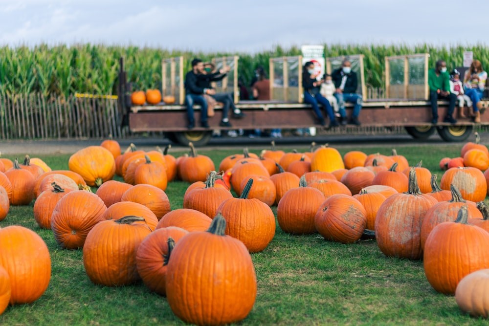 The best pumpkin patches in our area have been announced - Vimarsana News