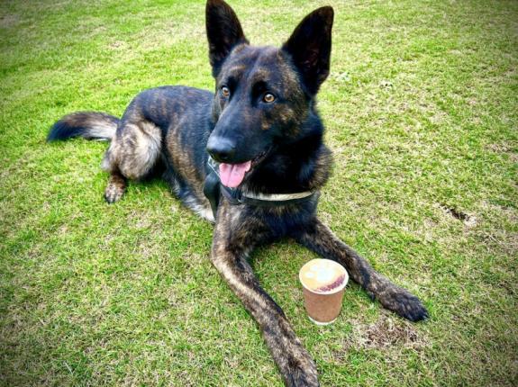 Wilts and Gloucestershire Standard: Paws for a Coffee campaign Wilts and Gloucestershire Standard: Paws for a Coffee campaign