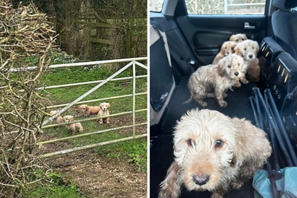 How stranger rescued six stray puppies found in Wiltshire 