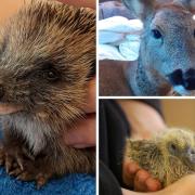 Oak and Furrows has cared for thousands of wild creatures over the years