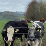 Cows on the downs at Aldbourne    Picture: Clive Alexander