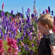 FLORAL: Adam freeman, aged 2, explores the confetti fields