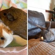 These 3 animals with the Cotswolds Dogs and Cats Home need new homes (CDCH/Canva)